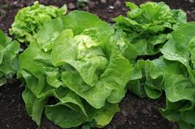 salade fraicheur