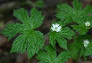 goldenseal-hydrastis-canadensis