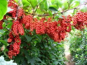 schisandra_