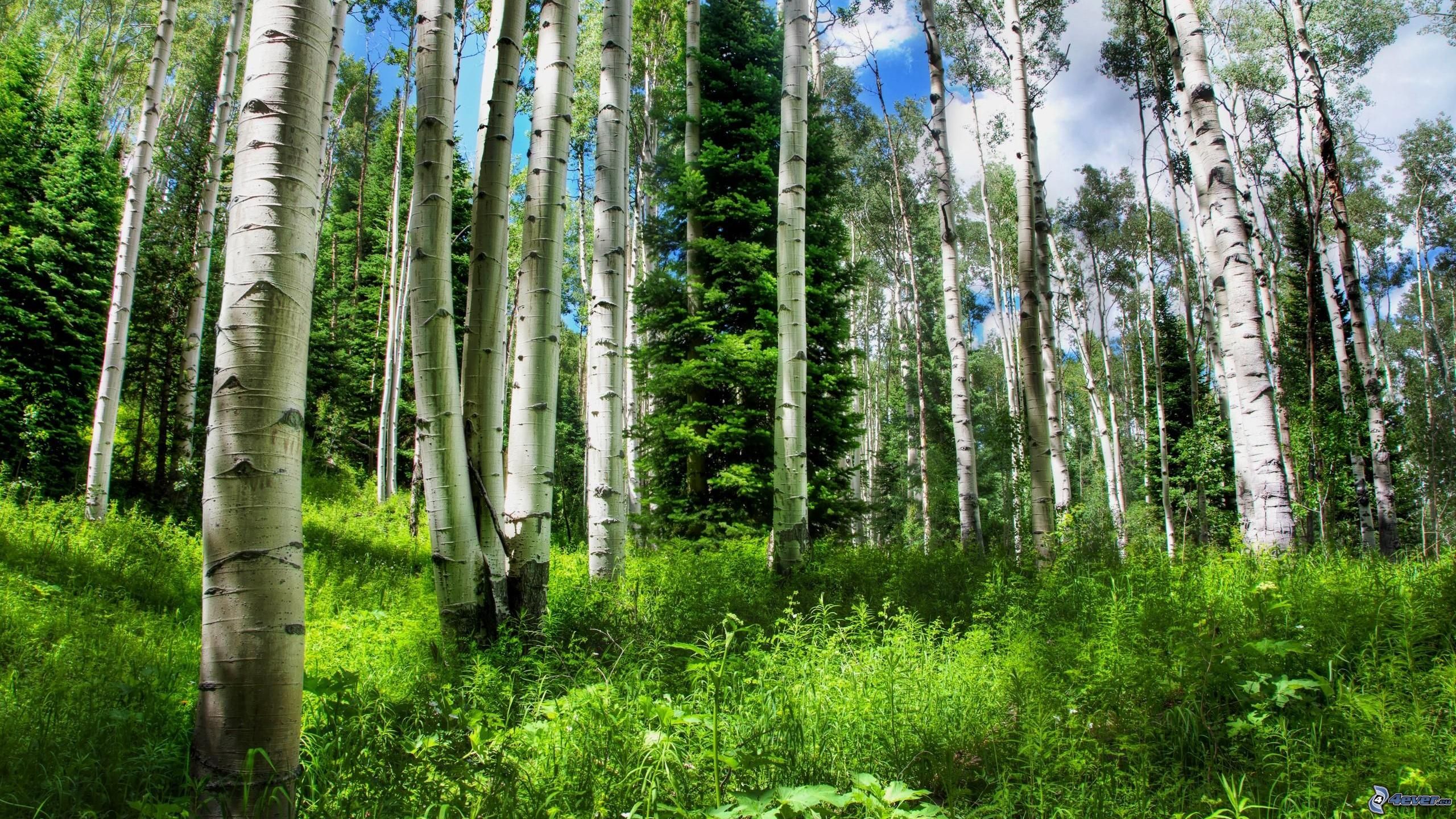 foretdebouleau forêt bouleau